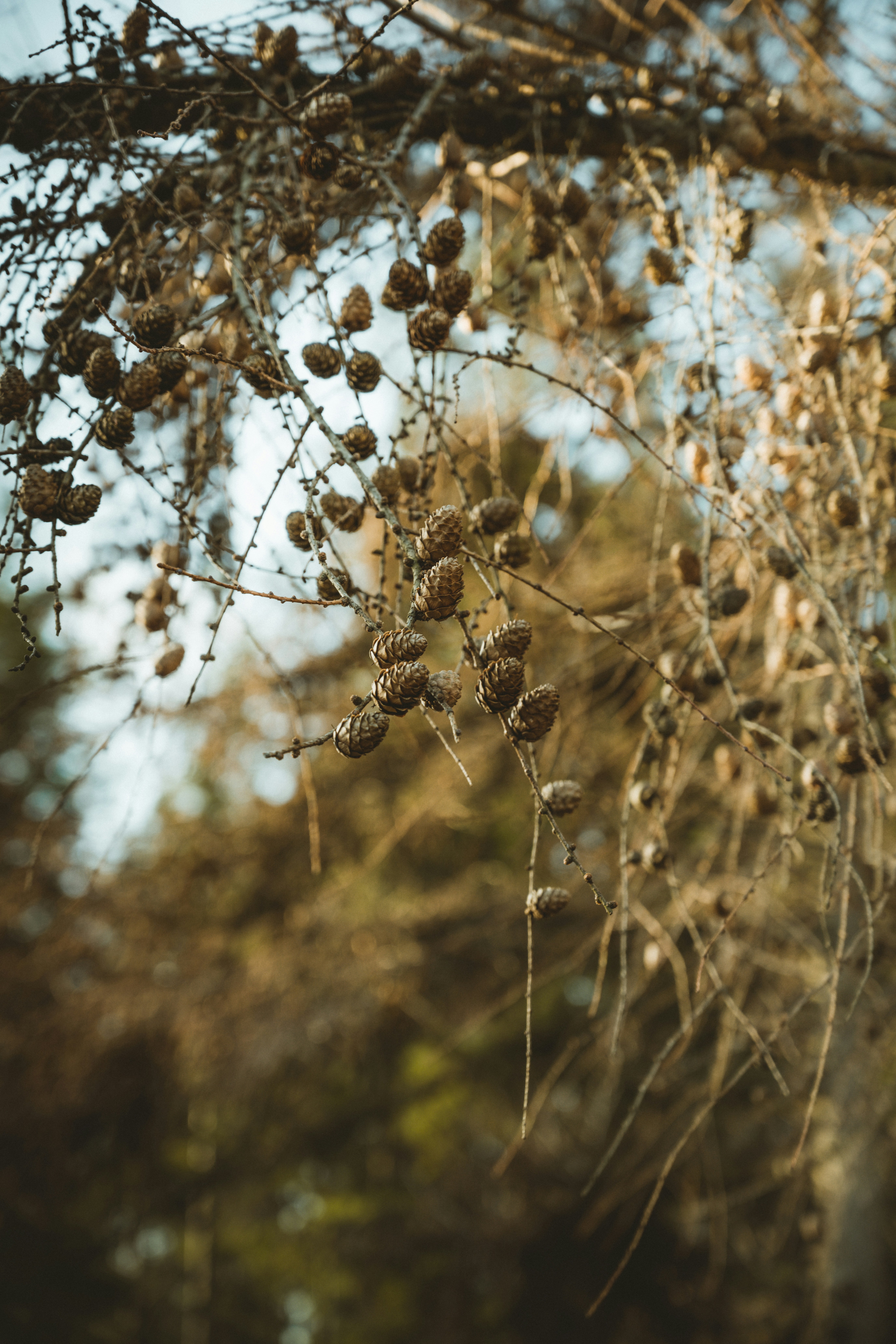 Photo by anniespratt