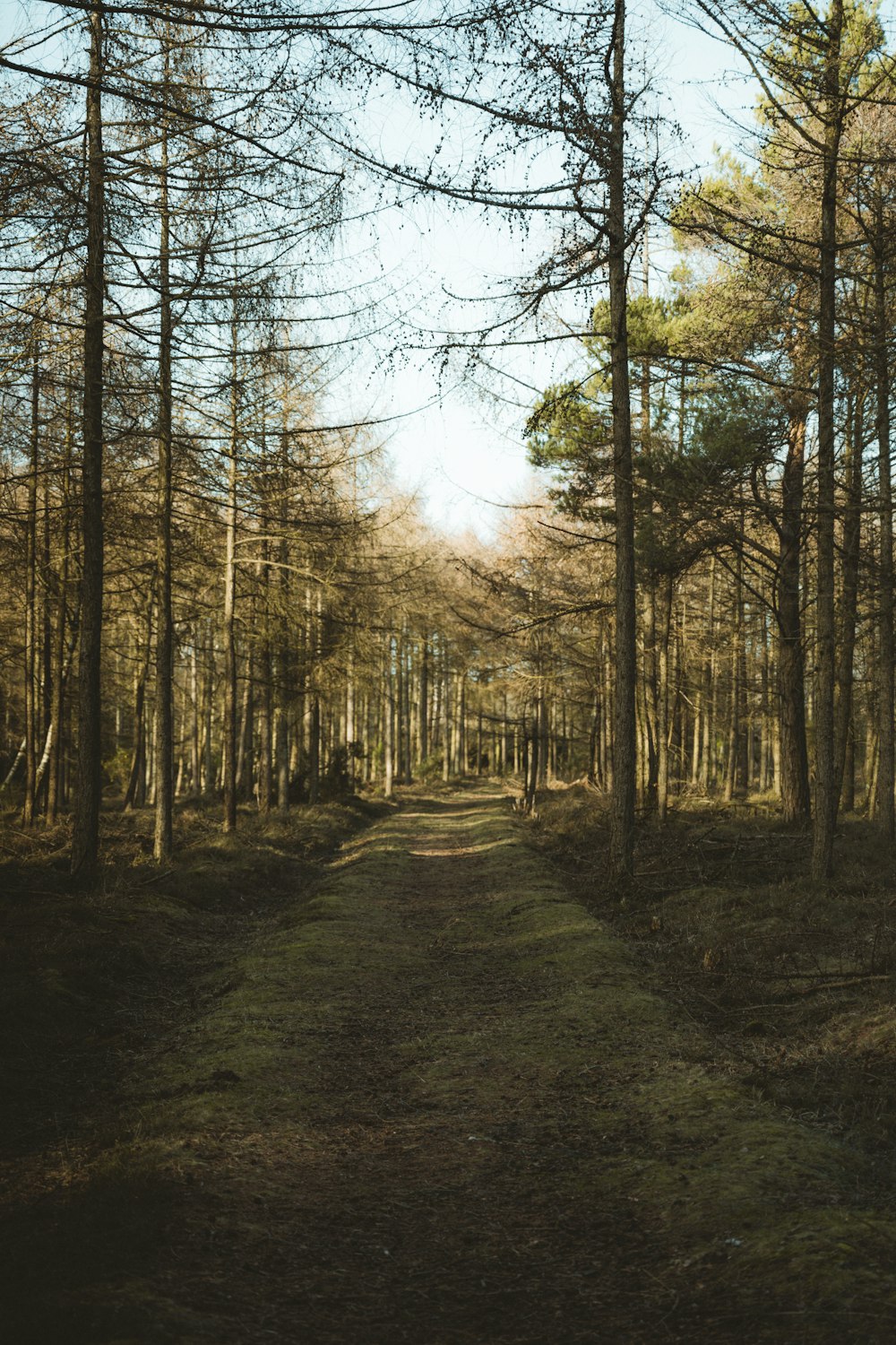 road between green trees during daytime