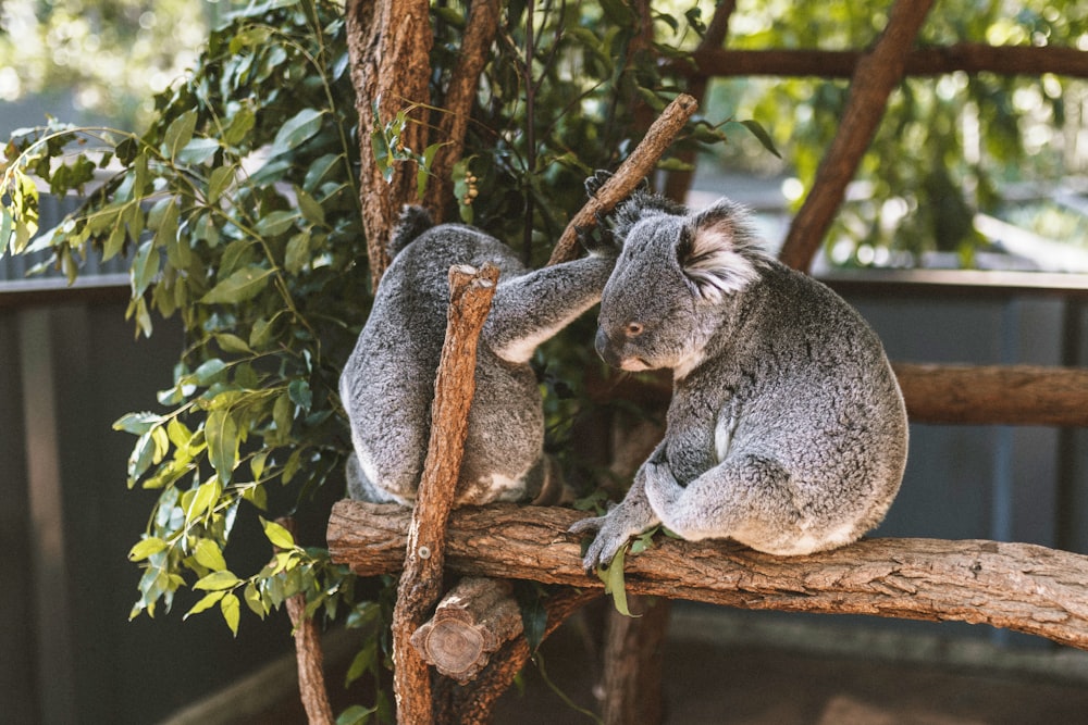 two Koalas on brown wood