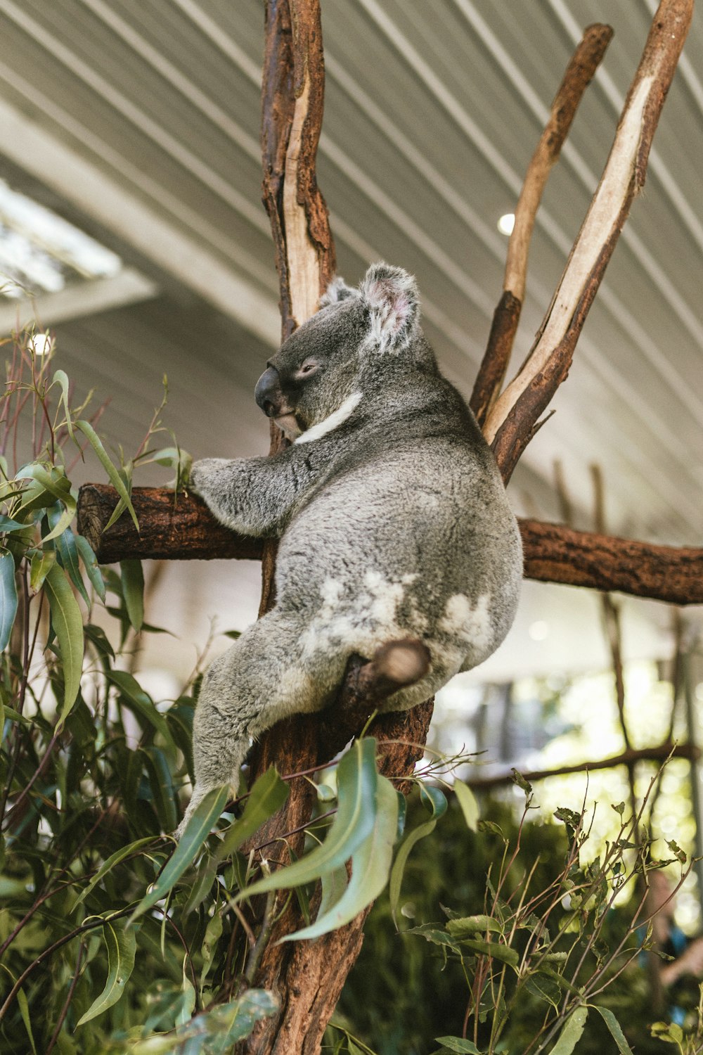 Koala sur branche d’arbre