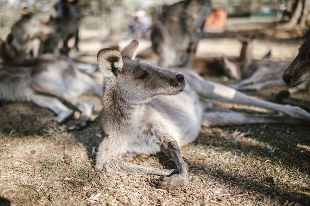 selective focus photography of kangaroos at daytime