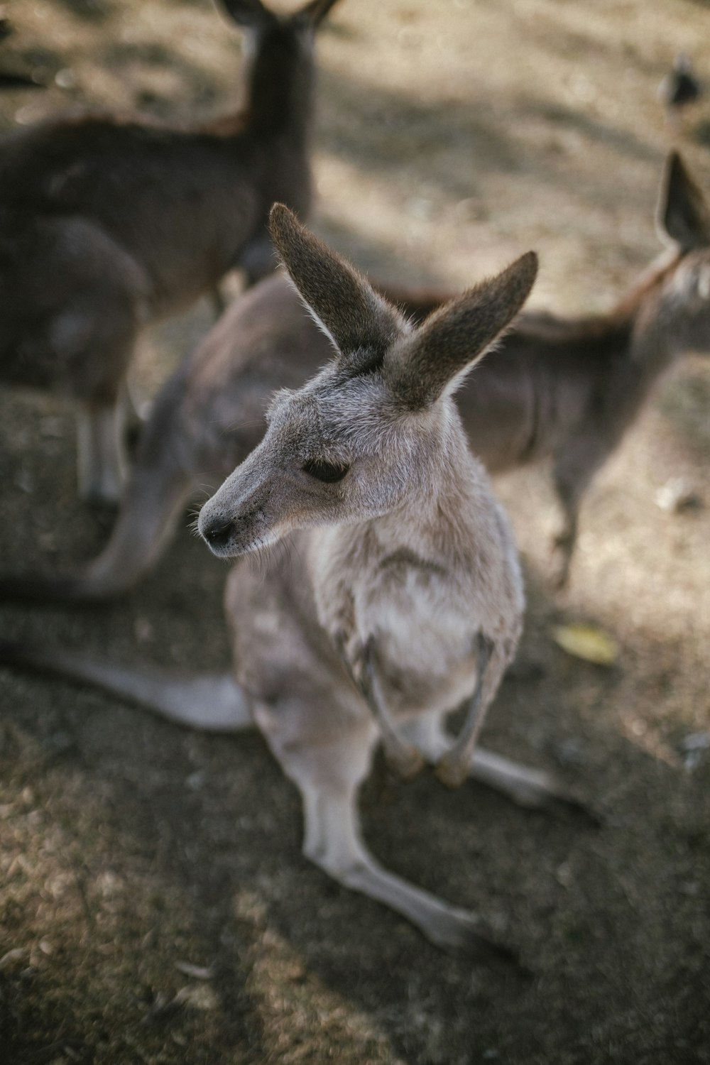 kangaroo by rocks at daytime