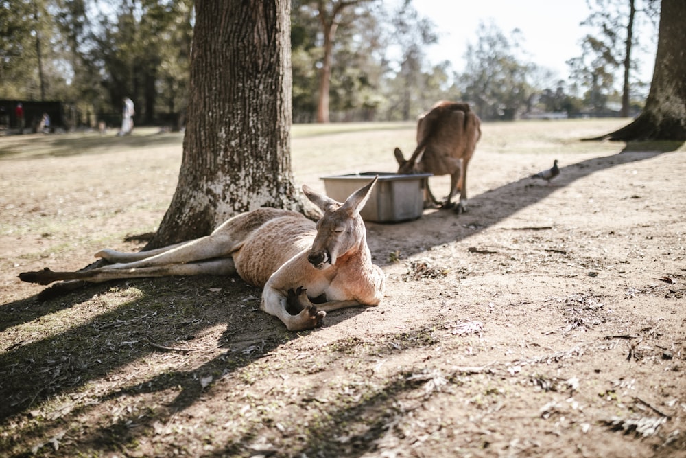 dois cangurus marrons