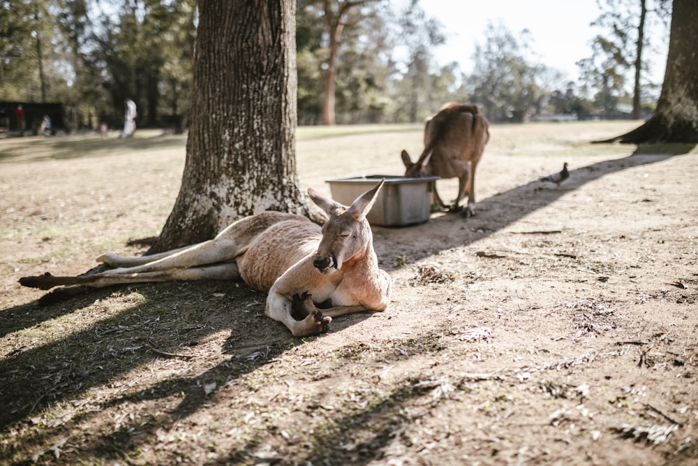 two brown kangaroos