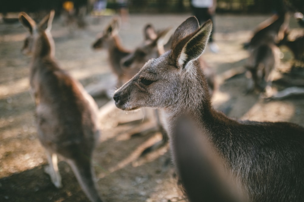 selective focus photography of group of kangaroos
