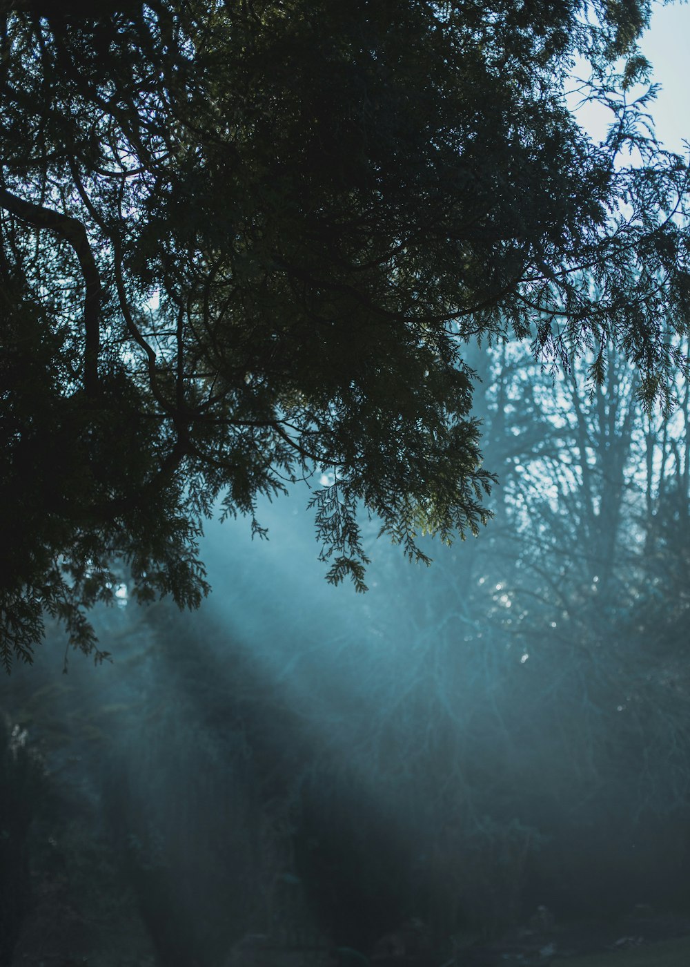 trees at daytime