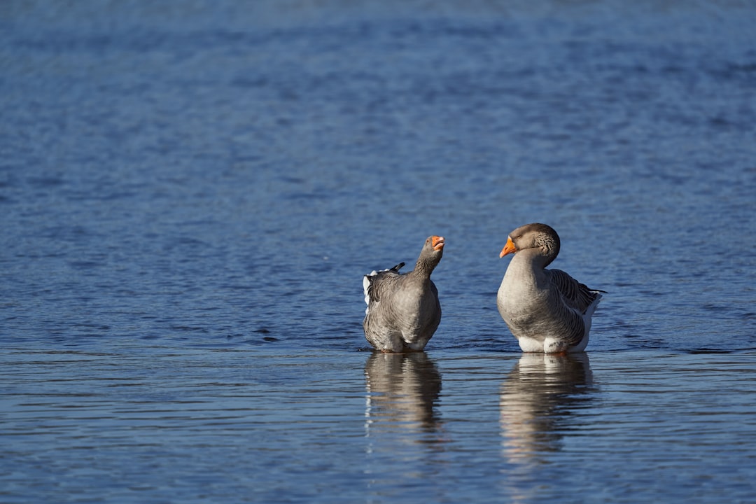 gray ducks on water