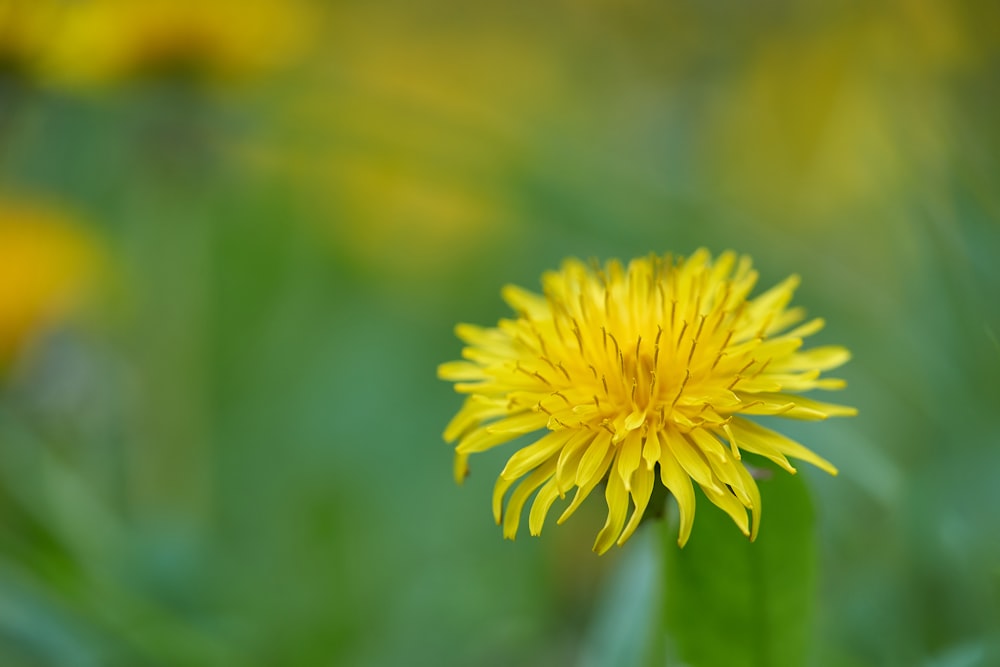 yellow flower in macro photography