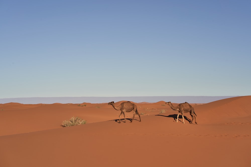 camels on dunes at daytime