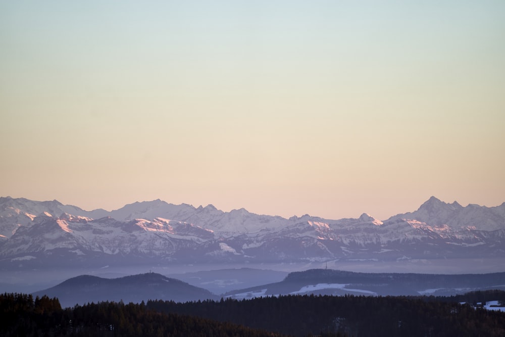 forest by mountain during golden hour