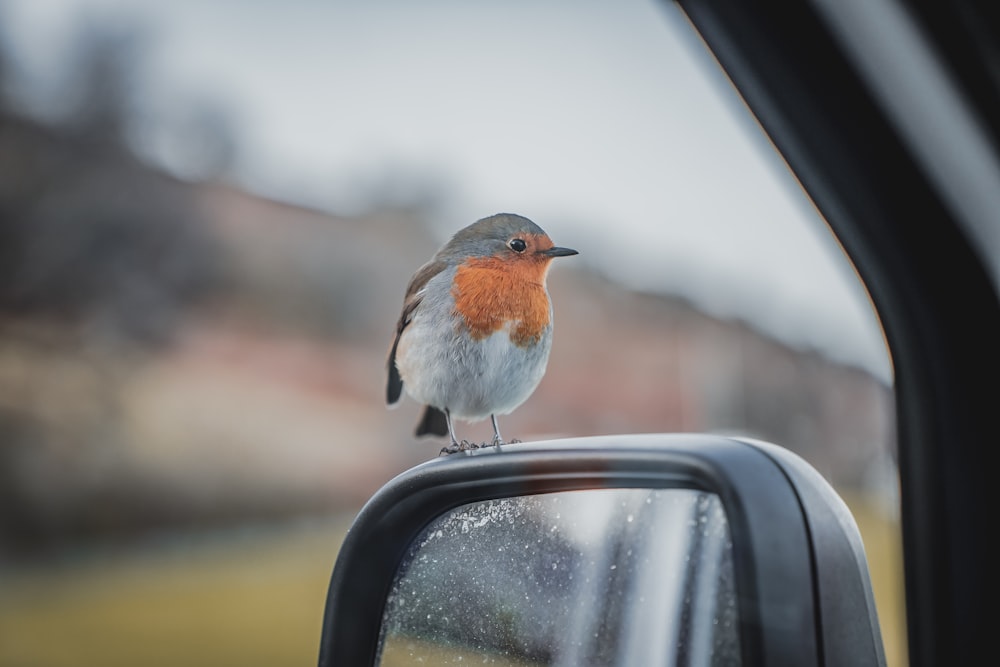 small bird perched on car side mirror
