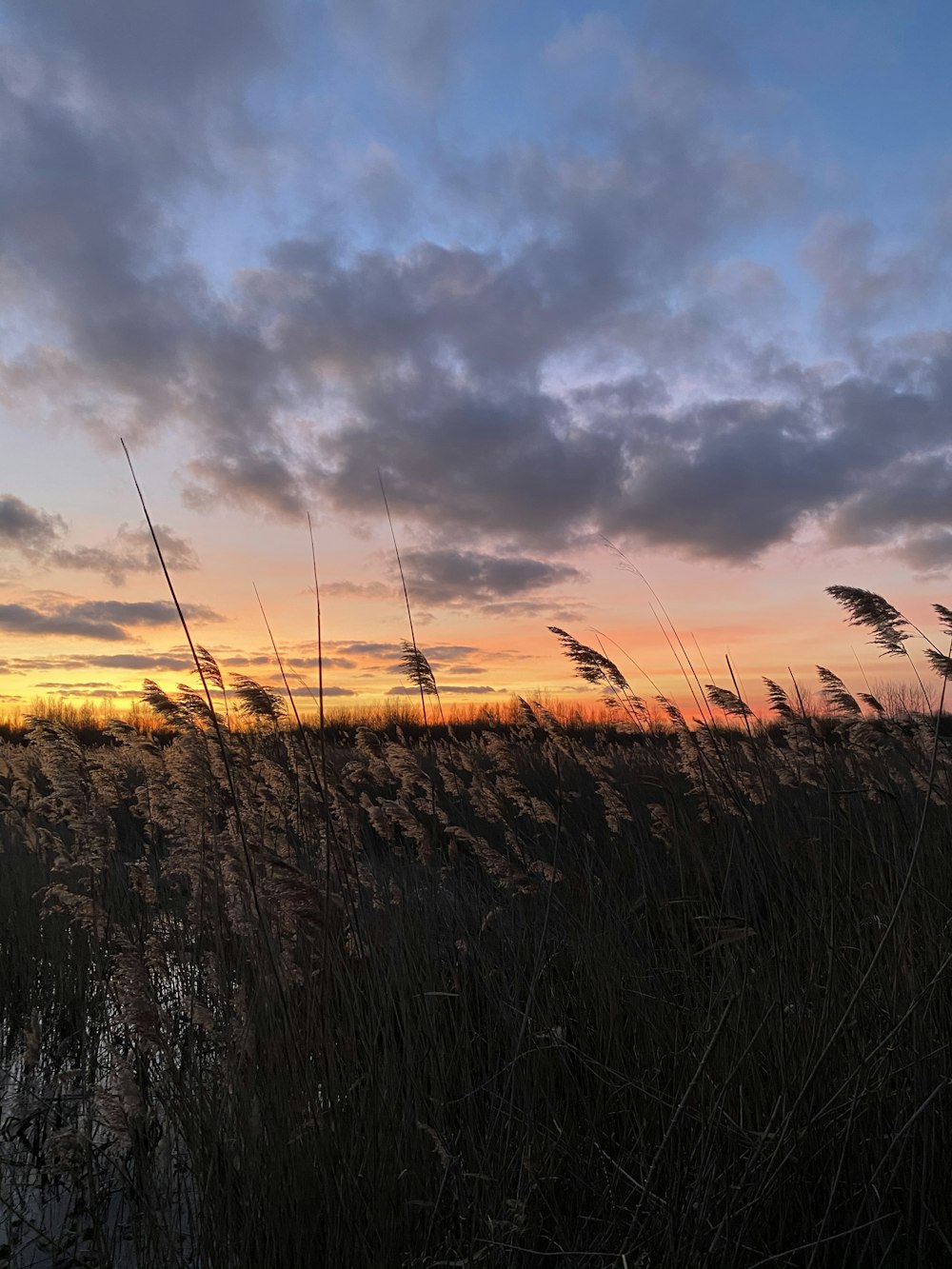 a field with tall grass and a sunset in the background