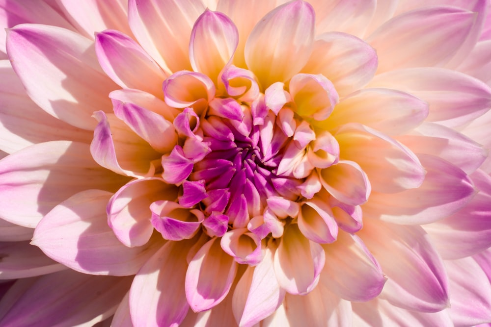 fleur violette et blanche en macrophotographie