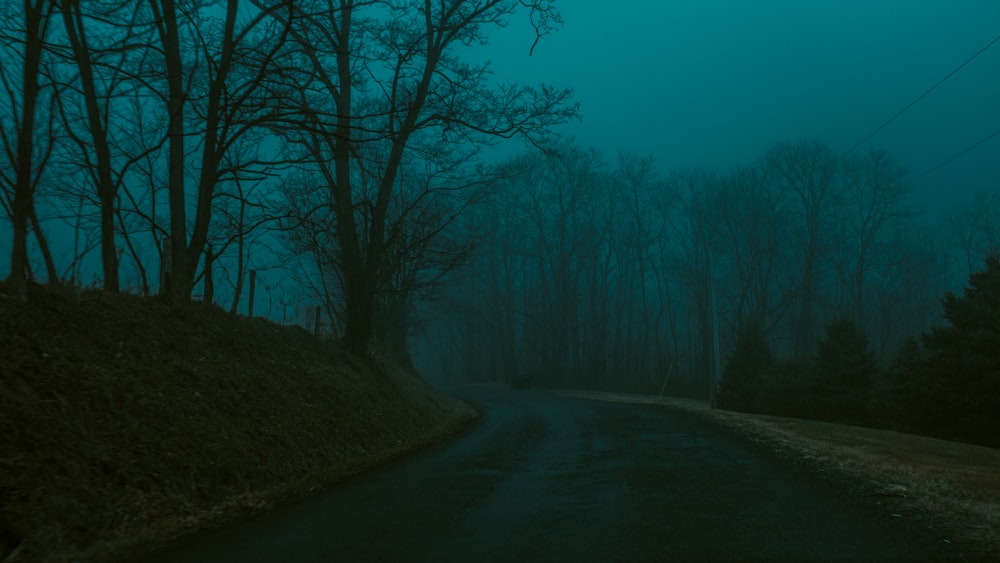 empty road by leafless during foggy weather