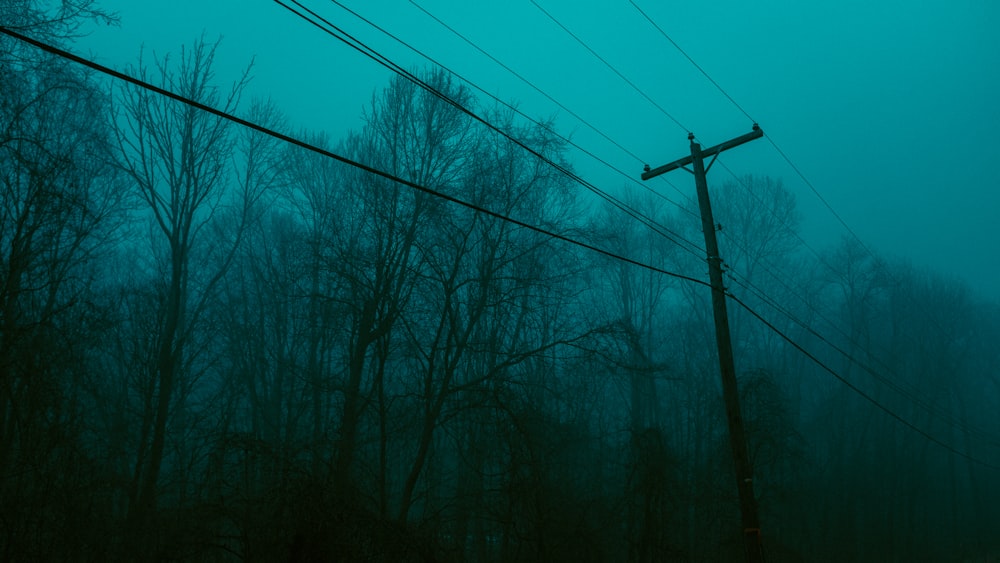 leafless trees and power lines during foggy weather