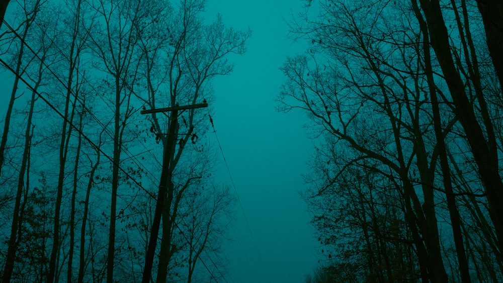 black and white photo of bare trees