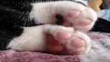 A close-up of a cat’s paws resting on a stylish feeding mat with bowls.