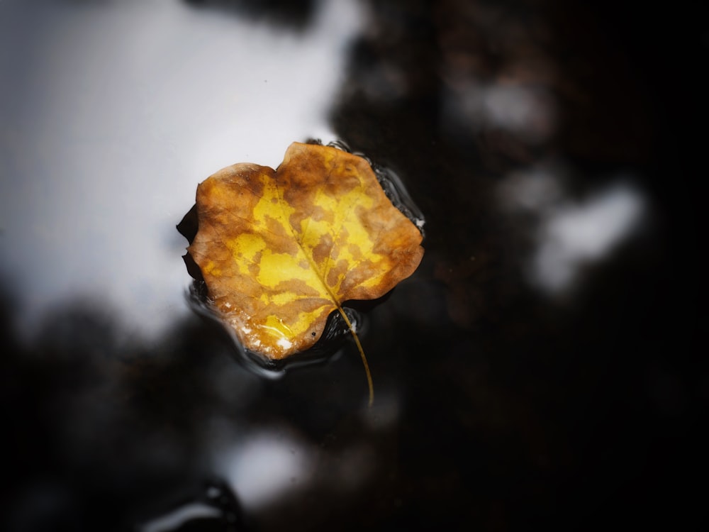 selective color photography of yellow and orange leaf