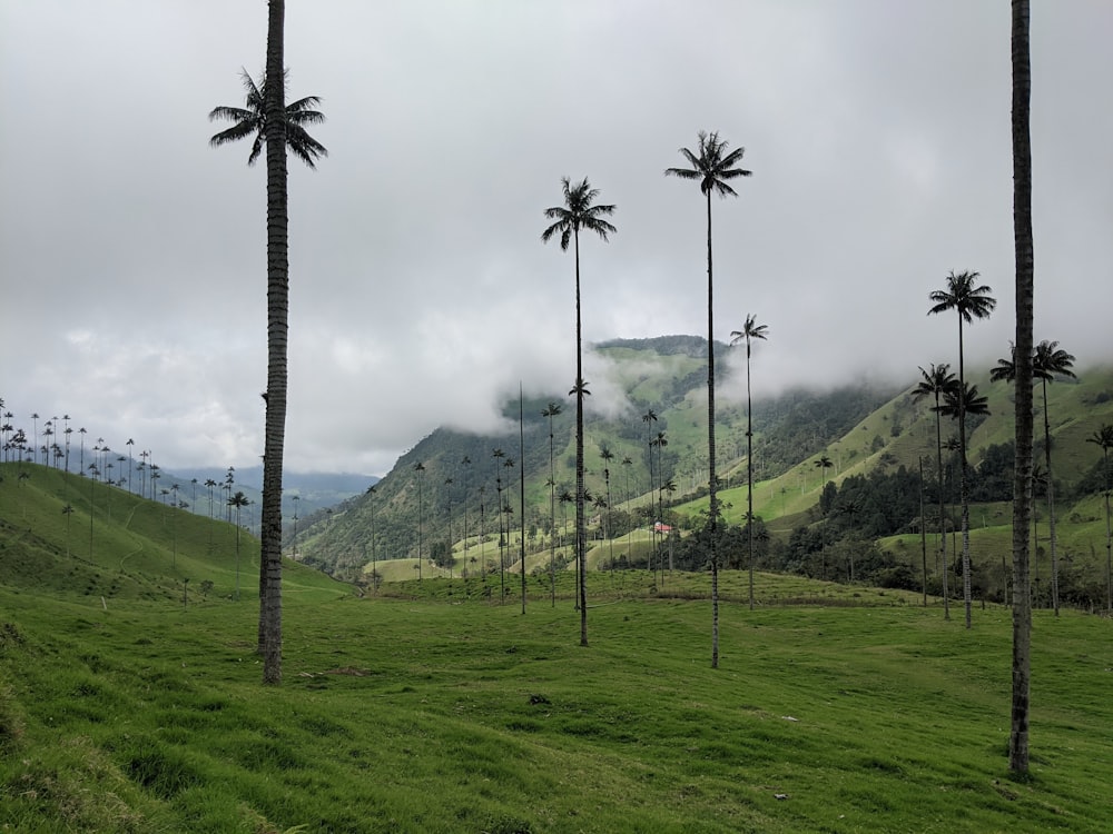 coconut trees on green field near mountain during daytime