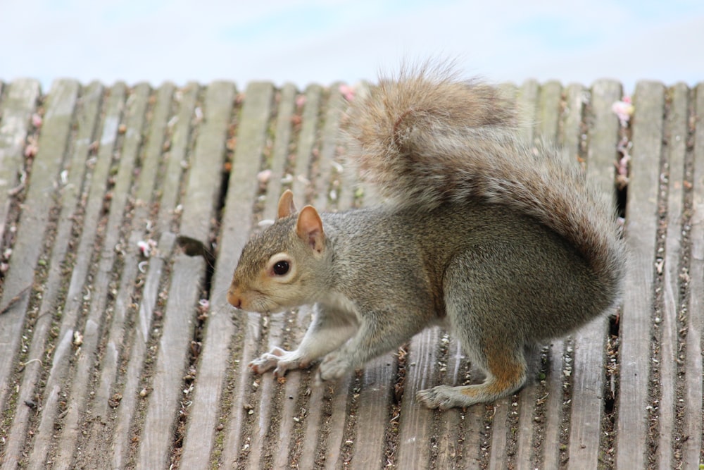 grey squirrel on ground