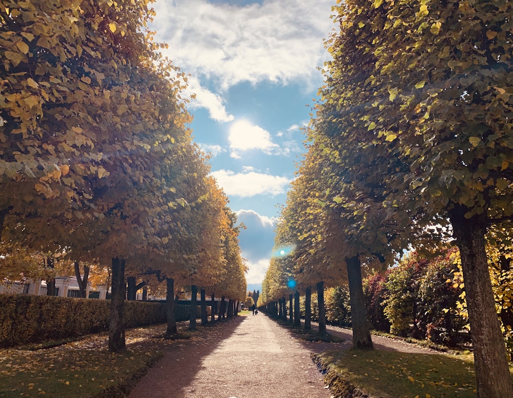 road between green trees during daytime