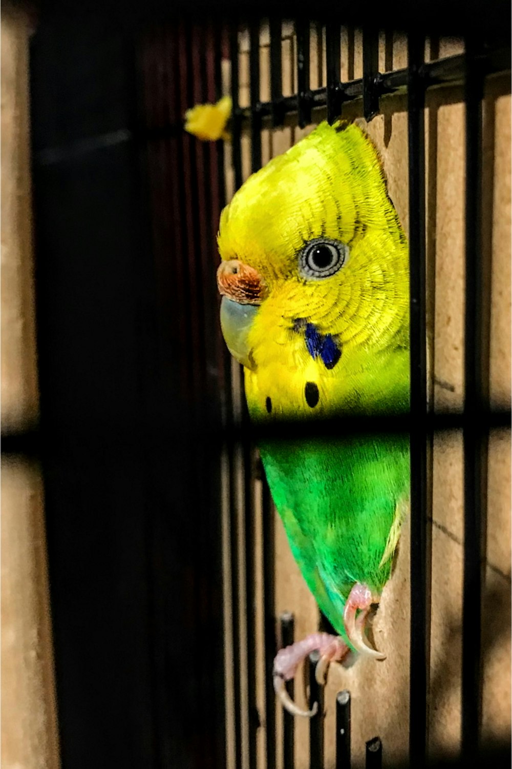 fotografia de foco seletivo da decoração do periquito verde