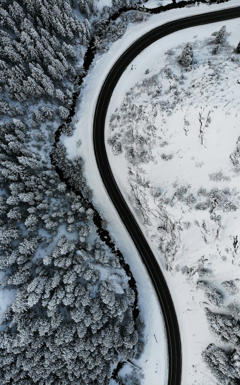 greyscale photo of road near trees