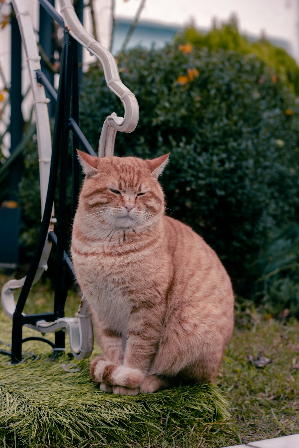 selective focus photography of orange cat beside plant during daytime