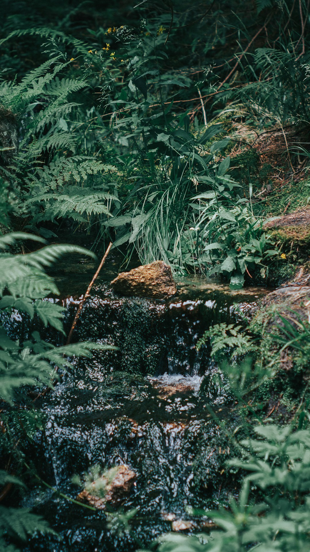 photo of Karpacz Jungle near Karkonoski National Park