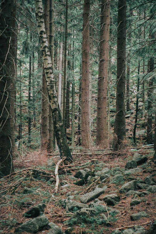 rocks on ground surrounded with green trees in Karpacz Poland