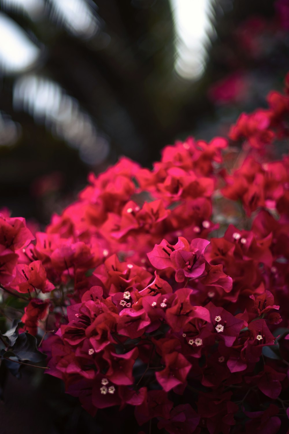 pink bougainvilleas