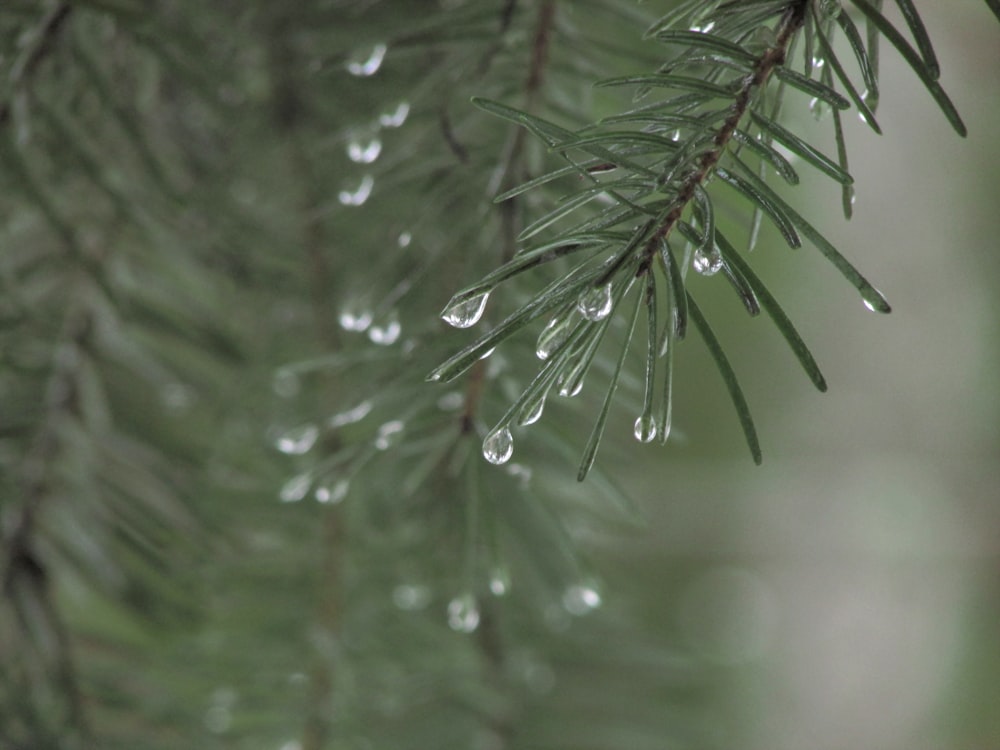 a pine tree branch with drops of water on it