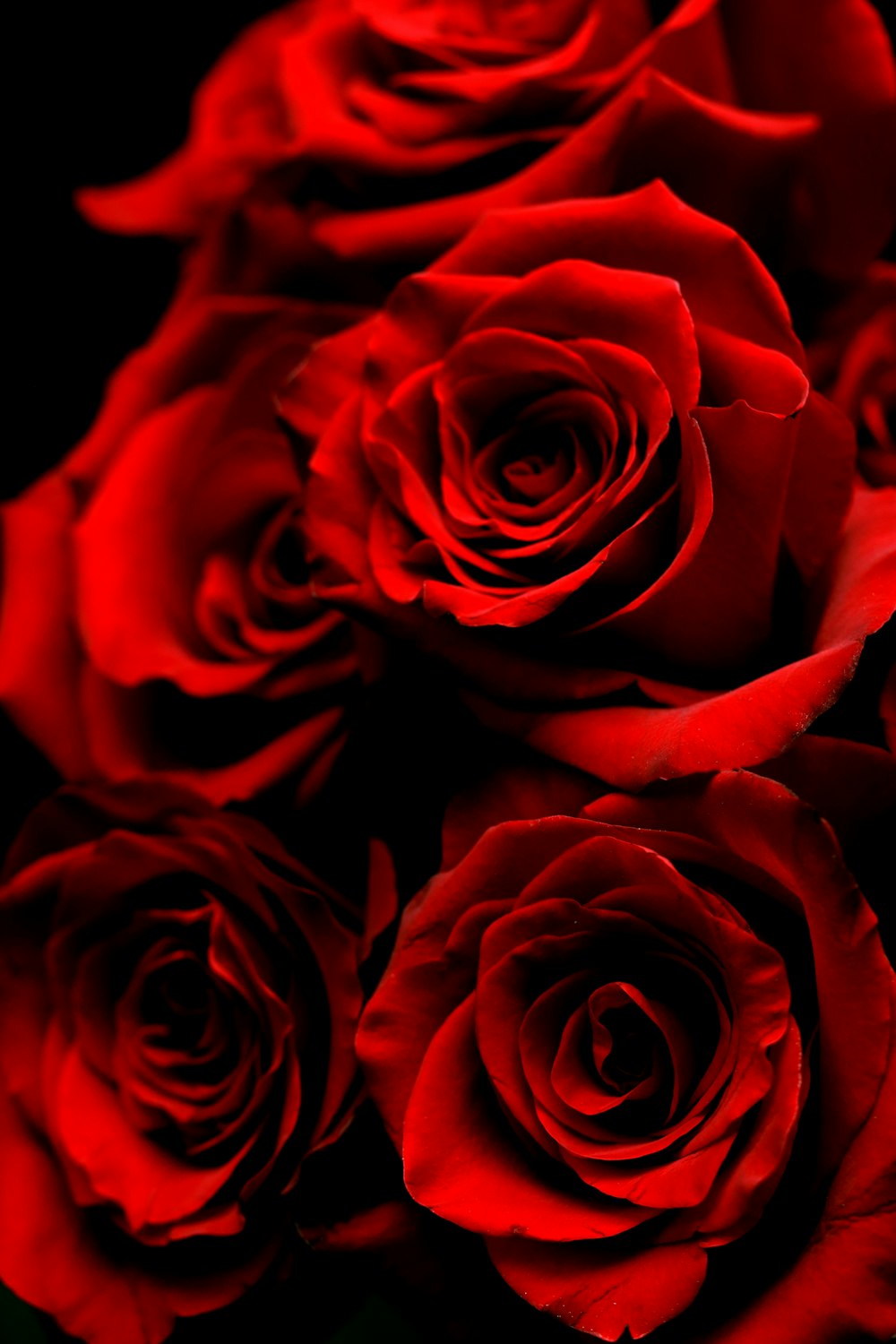 red roses