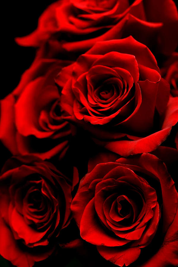 Mazzo di 100 rose rosse