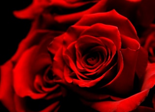 red roses