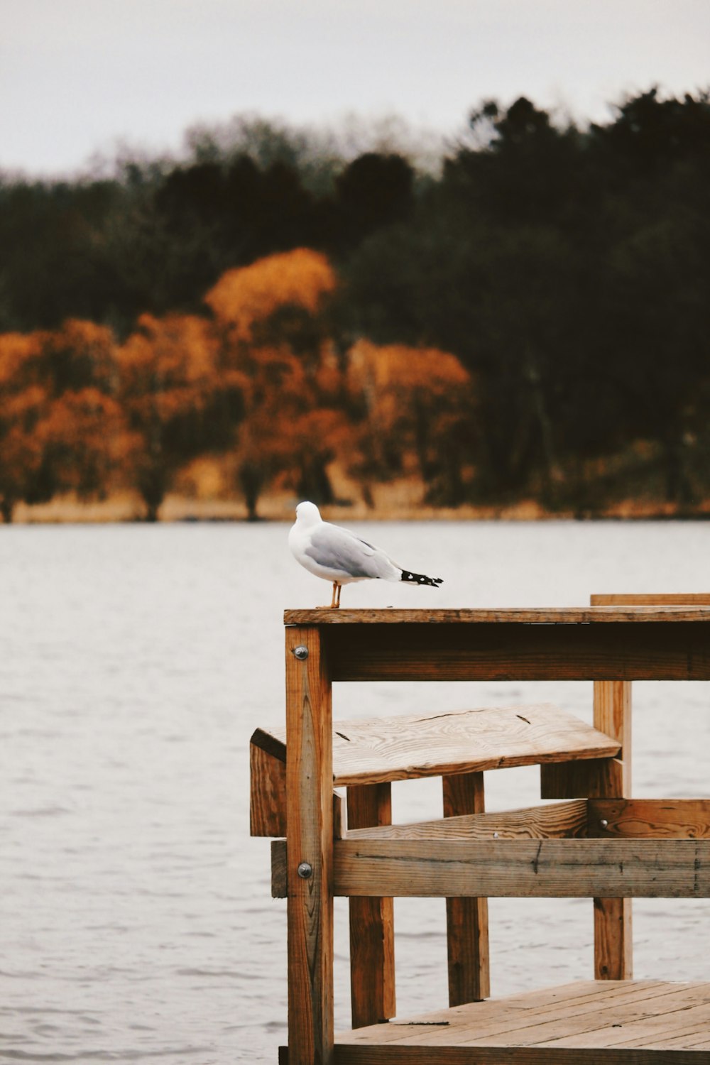 gull on brown wooden railigs