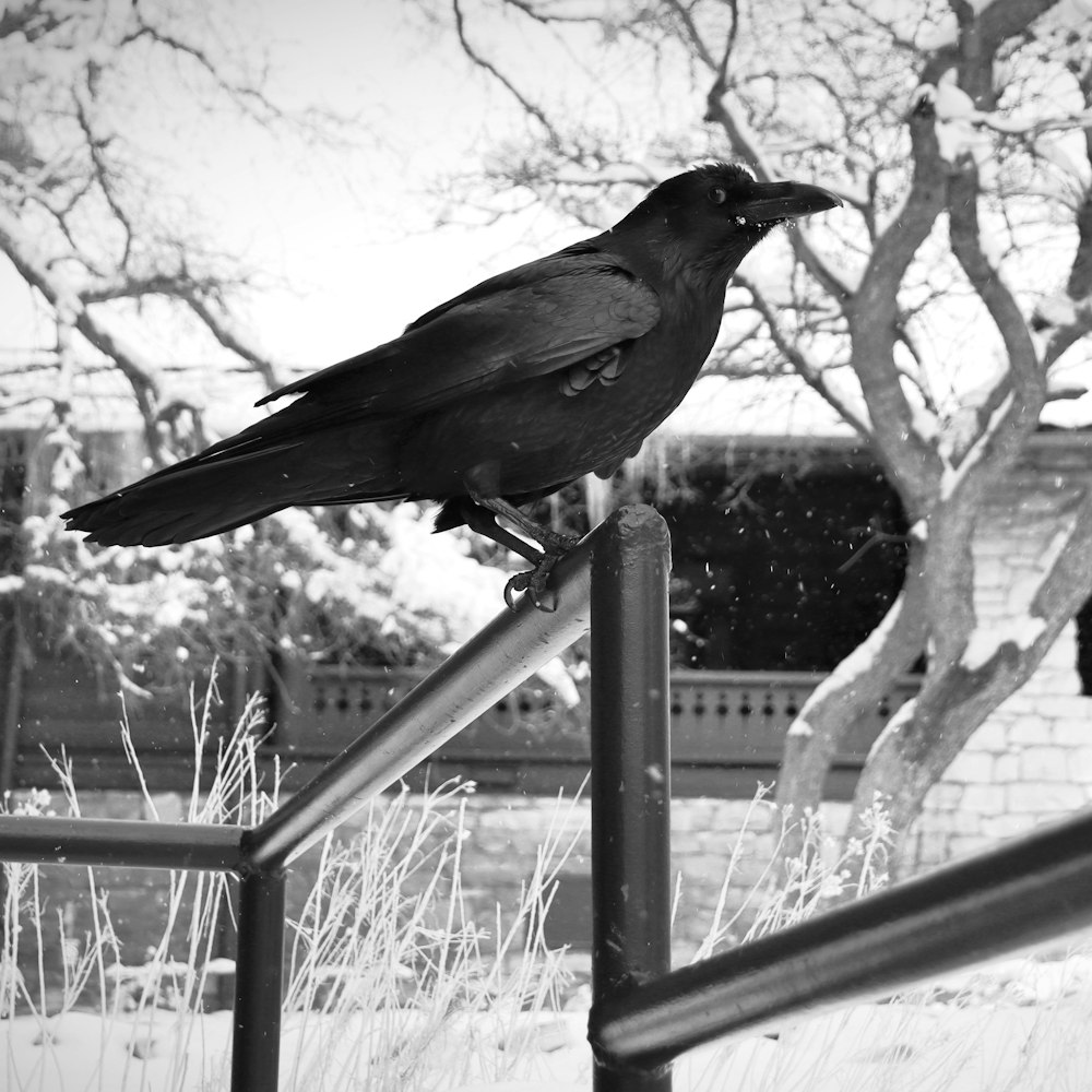 grayscale photography of crow