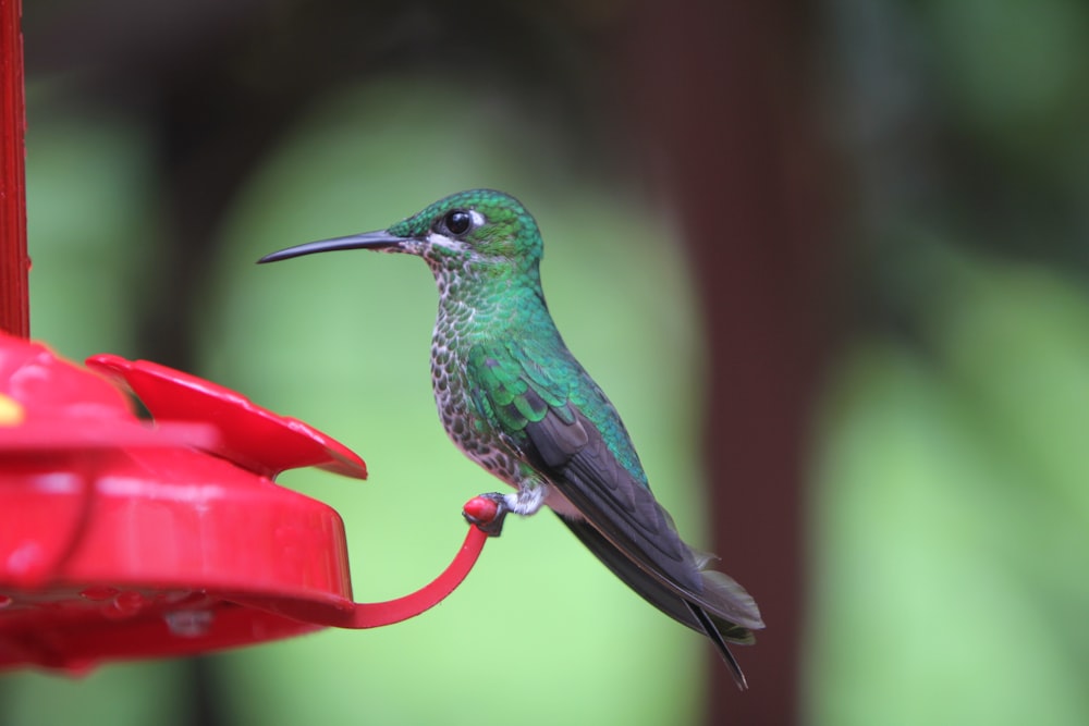 selective focus photography of green hummingbird on red bird feeder