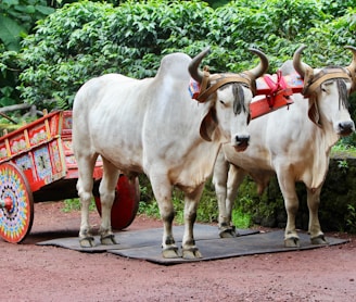 white cattle carriage statue during daytime