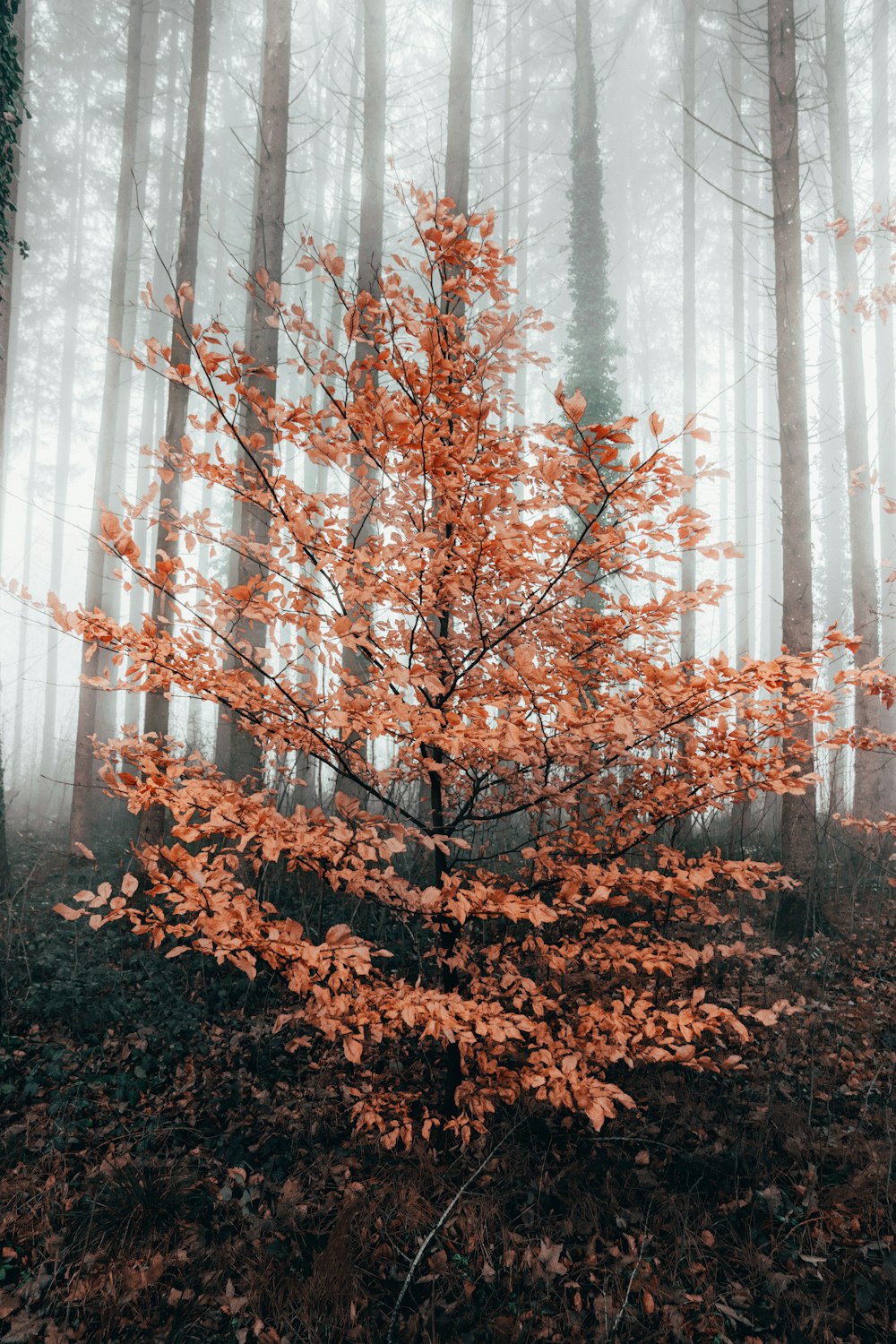 brown tree under green plants during daytime