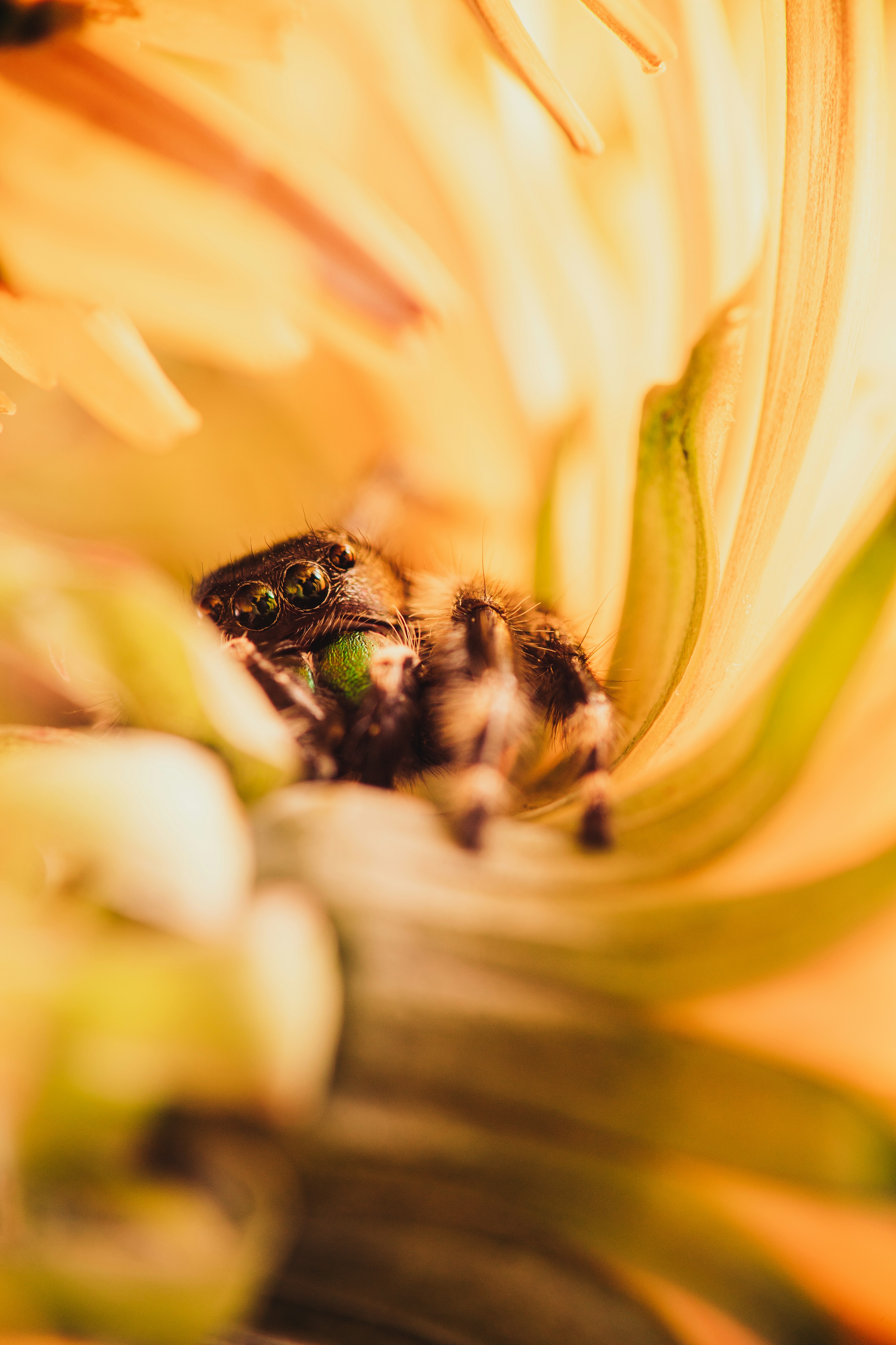 macro photography of brown spider