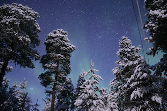 The glowing aurora borealis dancing over a snowy forest under a star-filled sky.