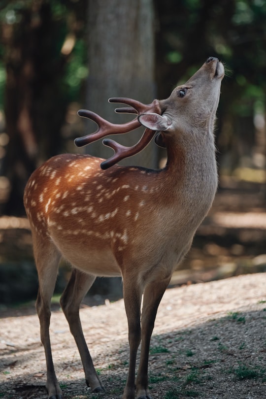 selective focus photography of brown deer during daytime in Nara Japan