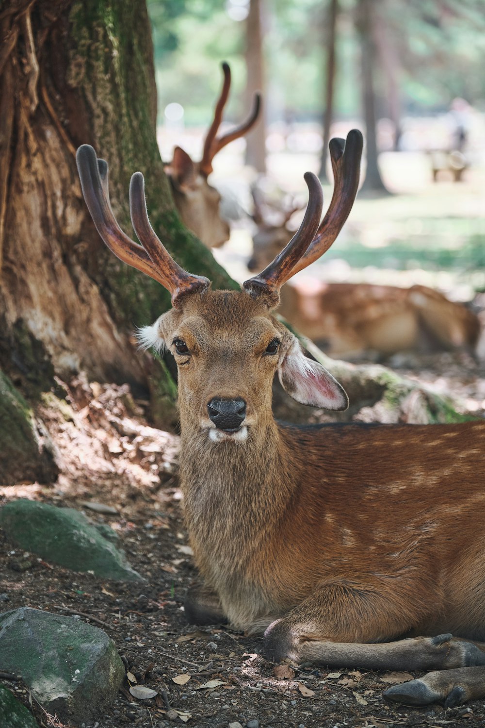 selective focus photography of brown deer lying down under tree