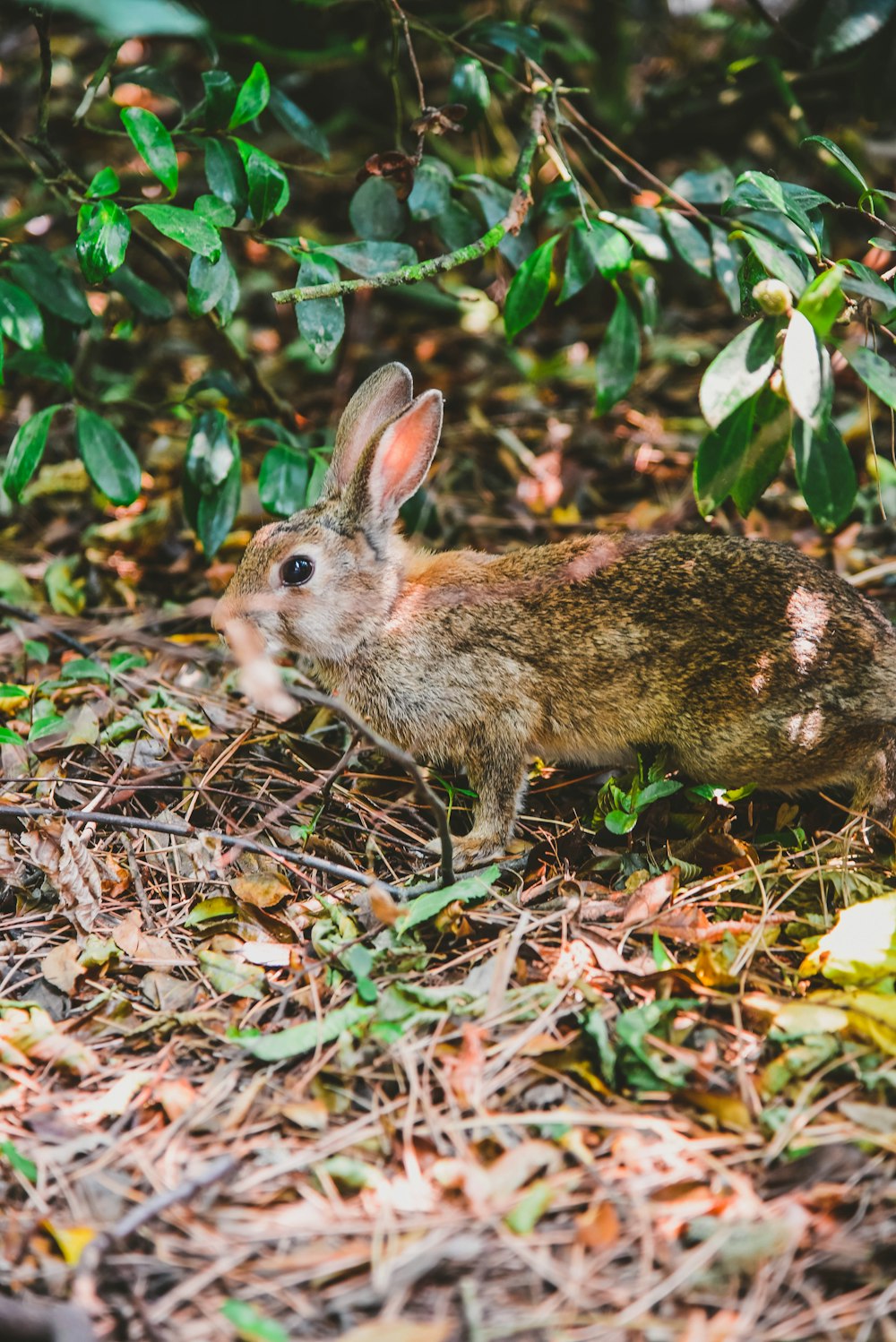 brown rabbit