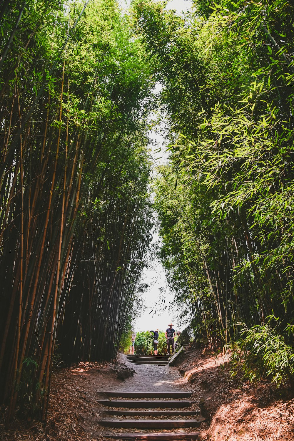 two people standing on concrete stairs surrounded with bamboos during daytime