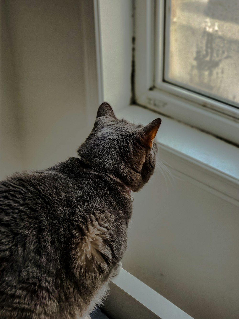 cat facing a close glass window