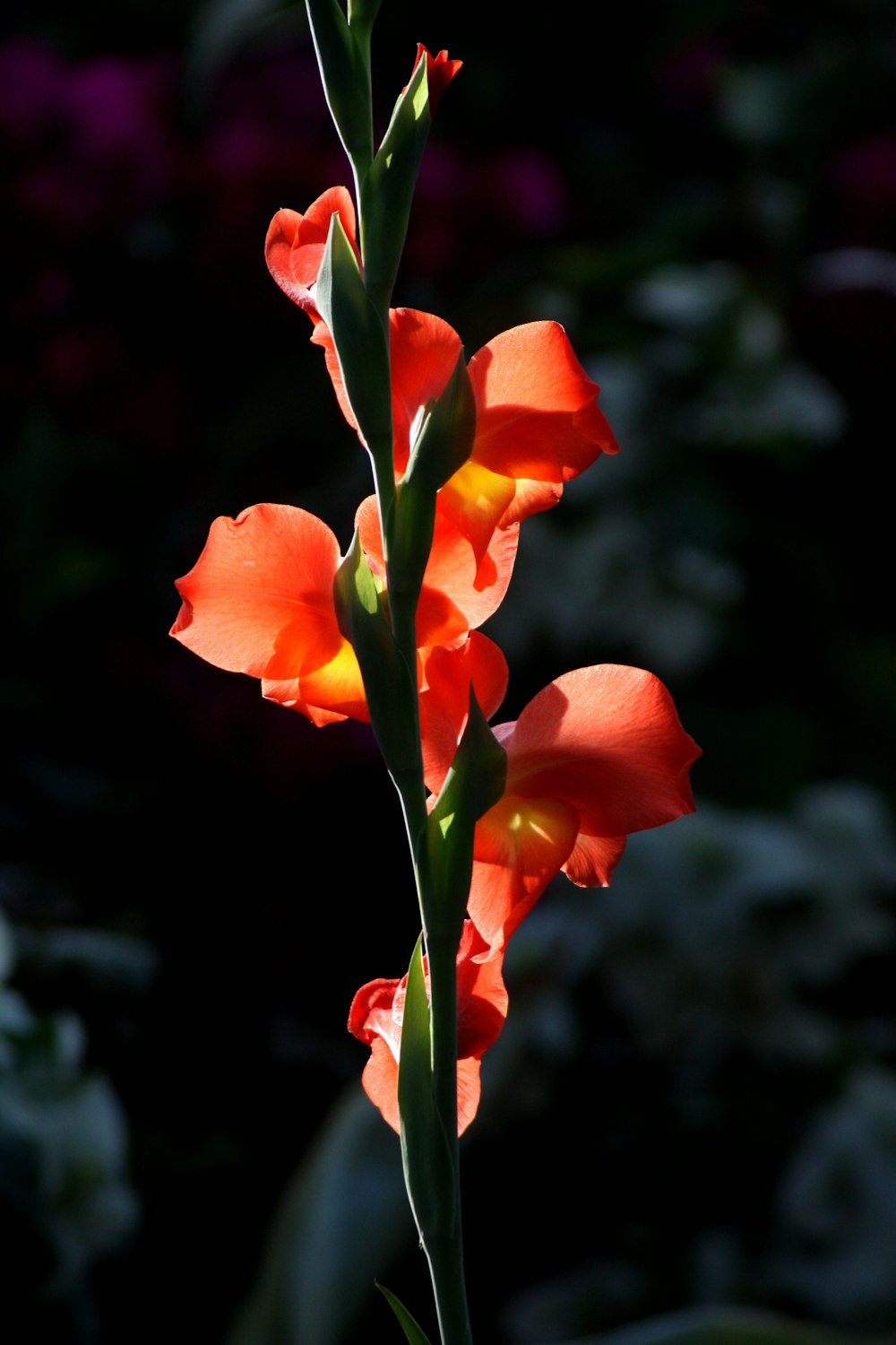 orange canna flower