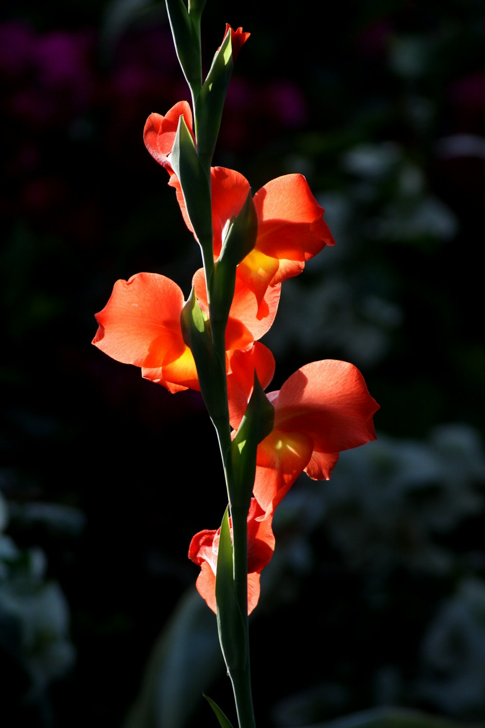 オレンジカンナの花