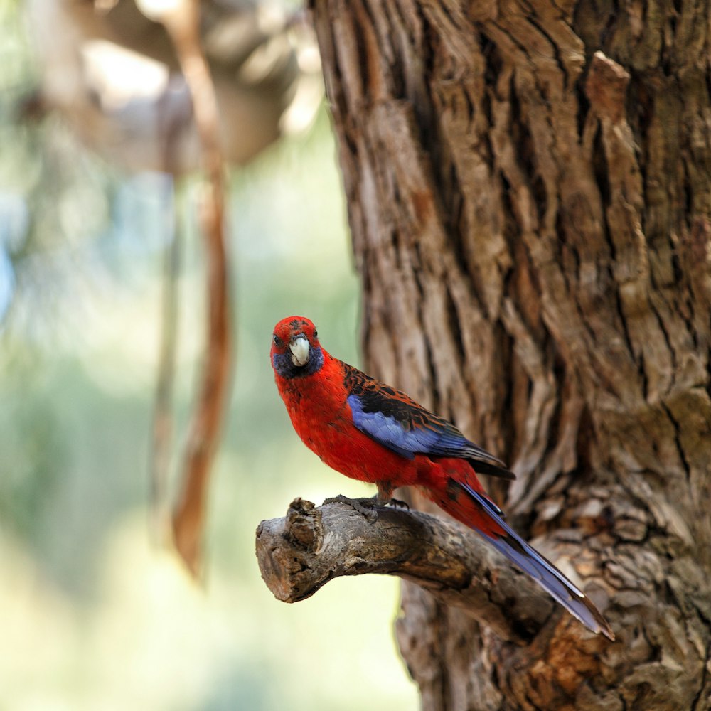 red and purple lorikeet bird on branch